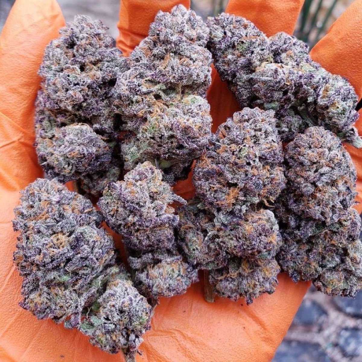 📸Humble Pie 🥧 #weed