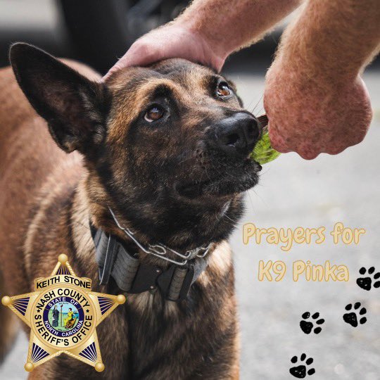 Thank you to everyone that helped us to find K9 Pinka💛

K9 Pinka has been taken to an emergency vet where she is receiving treatment for some injuries that occurred while she was missing.  We ask that you keep K9 Pinka and her handler in your thoughts and prayers!