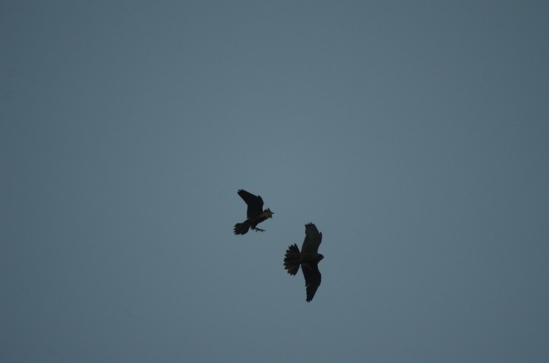 Two of the young @FaBPeregrines Playing this evening #LondonBirds flic.kr/p/2pTGeaa