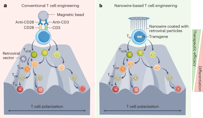 New content online: Nanowires engineer naive T cells for immunotherapy dlvr.it/T7TFky