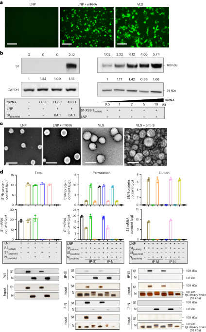 New content online: Virus-like structures for combination antigen protein mRNA vaccination dlvr.it/T7TFjY