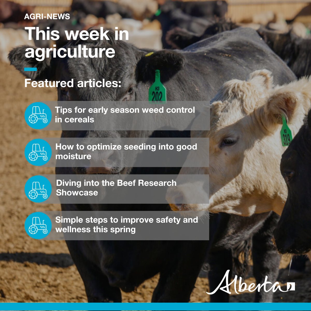 This week in Agri-news: 🌾 Tips for early season weed control in cereals 🌱 How to optimize seeding into good moisture 🦗 Scout for grasshoppers 🥩 Diving into the Beef Research Showcase 📈 Markets, events and more! secure.campaigner.com/CSB/Public/arc… #abag