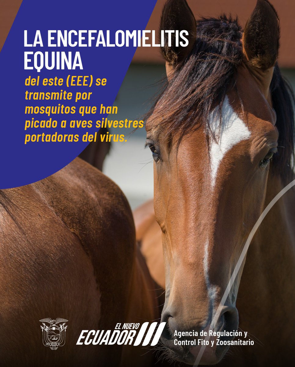 AgrocalidadEC's tweet photo. 🐴 Sabías que la encefalomielitis equina del este (EEE) es una enfermedad viral transmitida principalmente por mosquitos infectados con el virus, que afecta tanto a caballos como a humanos.
¡Protege tus animales!
#PrevenciónSanitaria https://t.co/k0wZaL3Tgd