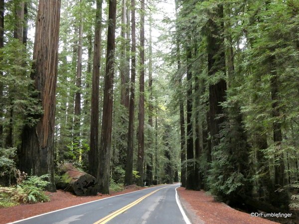 #TravelGumbo #FeaturedBlog by @DrFumblefinger    #ttot 

#AvenueOfGiants #HumboldtRedwoods #StatePark

TravelGumbo
By Travelers, for Travelers

travelgumbo.com/blog/avenue-of…