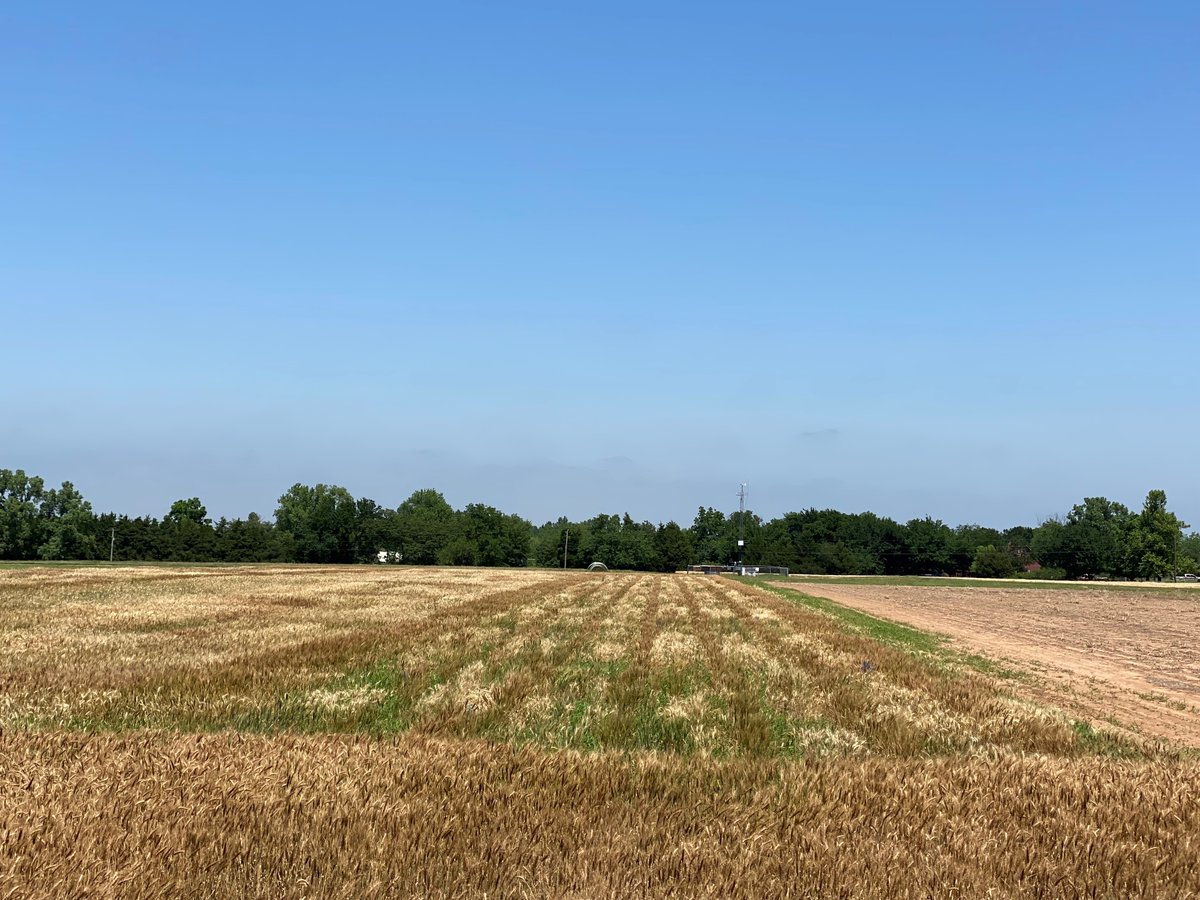 Perkins, OK, low pH site (4.7). Nursery on right contains HWW &amp; SRW ARS uniform nurseries in single 10’ rows. Check cv Doublestop CL+ every 4th row (bronze chaff). If green, crabgrass consumed the susceptible wheat. SRW nurseries have exhibited stronger tolerance for abt 40 yr.