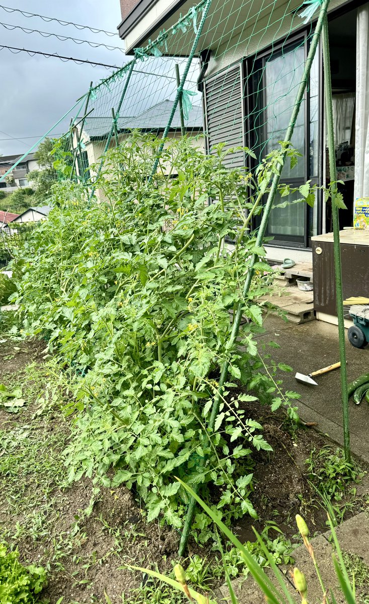 ミニトマト🍅のグリーンカーテン。

なかなか良い感じになって来ました😊✨

エメラルドグリーンが綺麗です…

ボチボチ秋トマト🍅の苗作り、やんなきゃですね^ ^

#家庭菜園
#無農薬
#有機栽培
#グリーンカーテン
#ミニトマト🍅
#半自給自足
#種から育てよう‼️