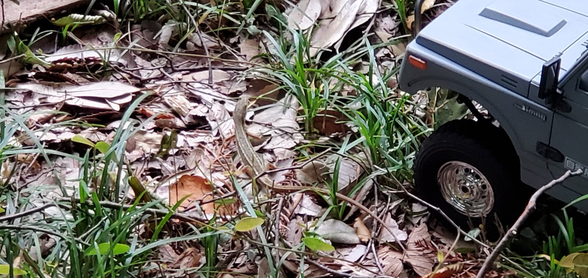 雨降る前にちょいラジ。トカゲに遭遇。意外と逃げないのね(゜_゜;)