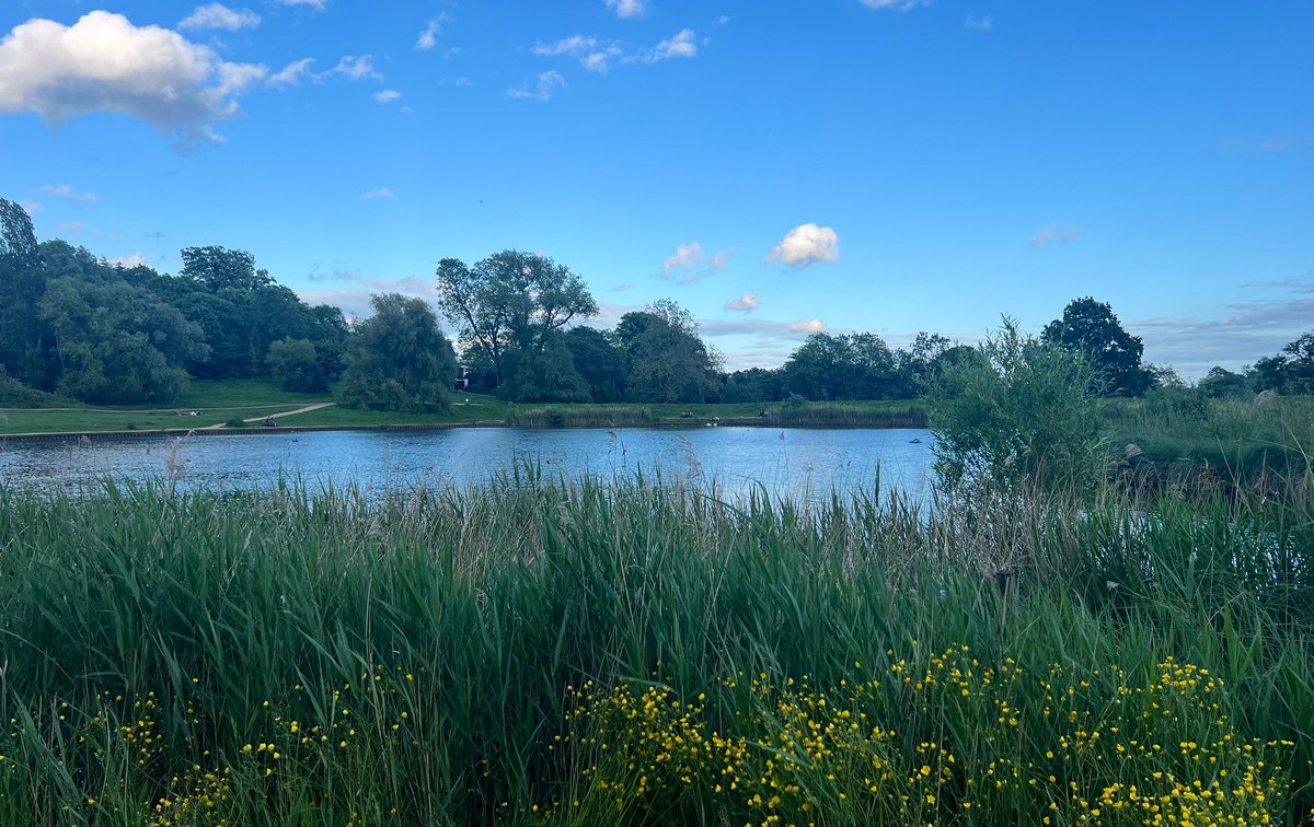 The Boating Pond, Hampstead Heath, looking magnificent. ☀️

#HampsteadHeath
#LondonNationalParkCity