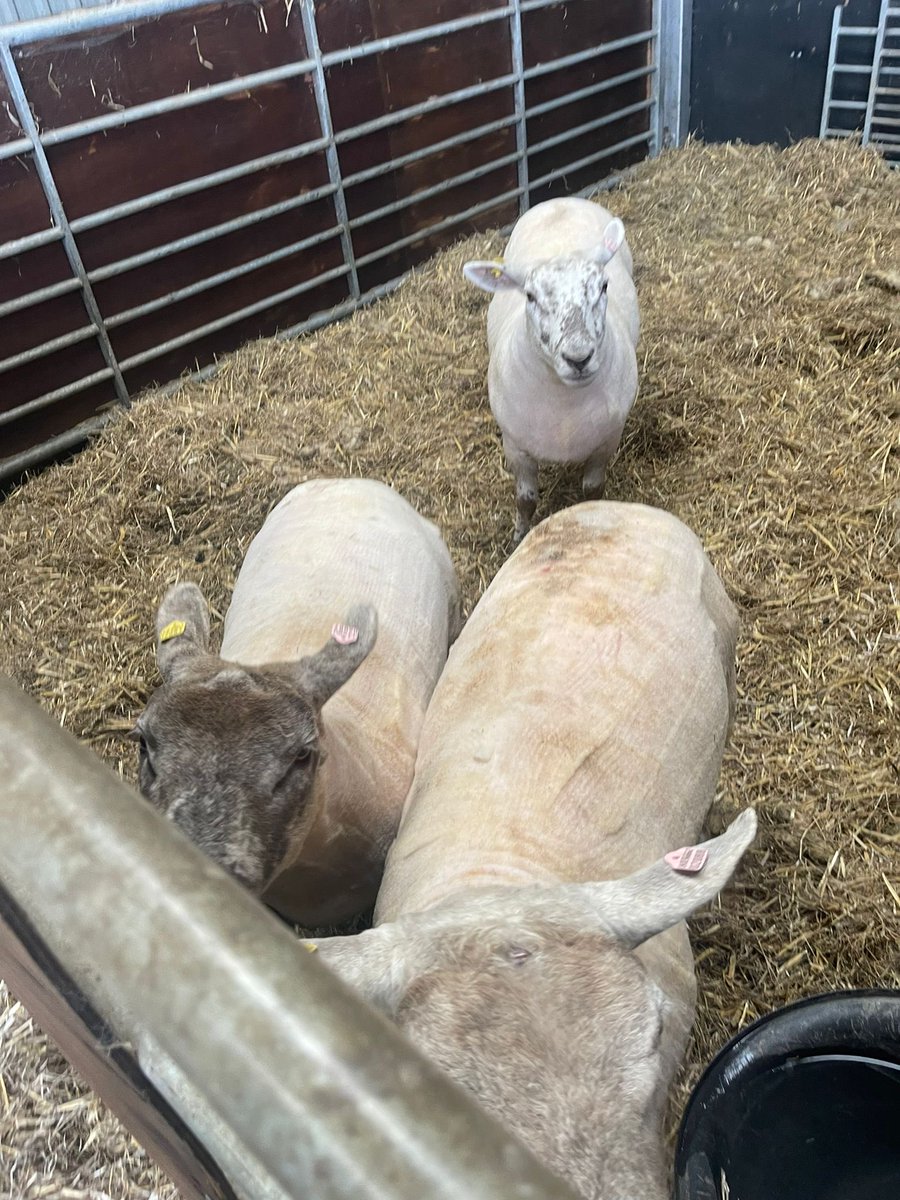 Formby Forensics tweet media