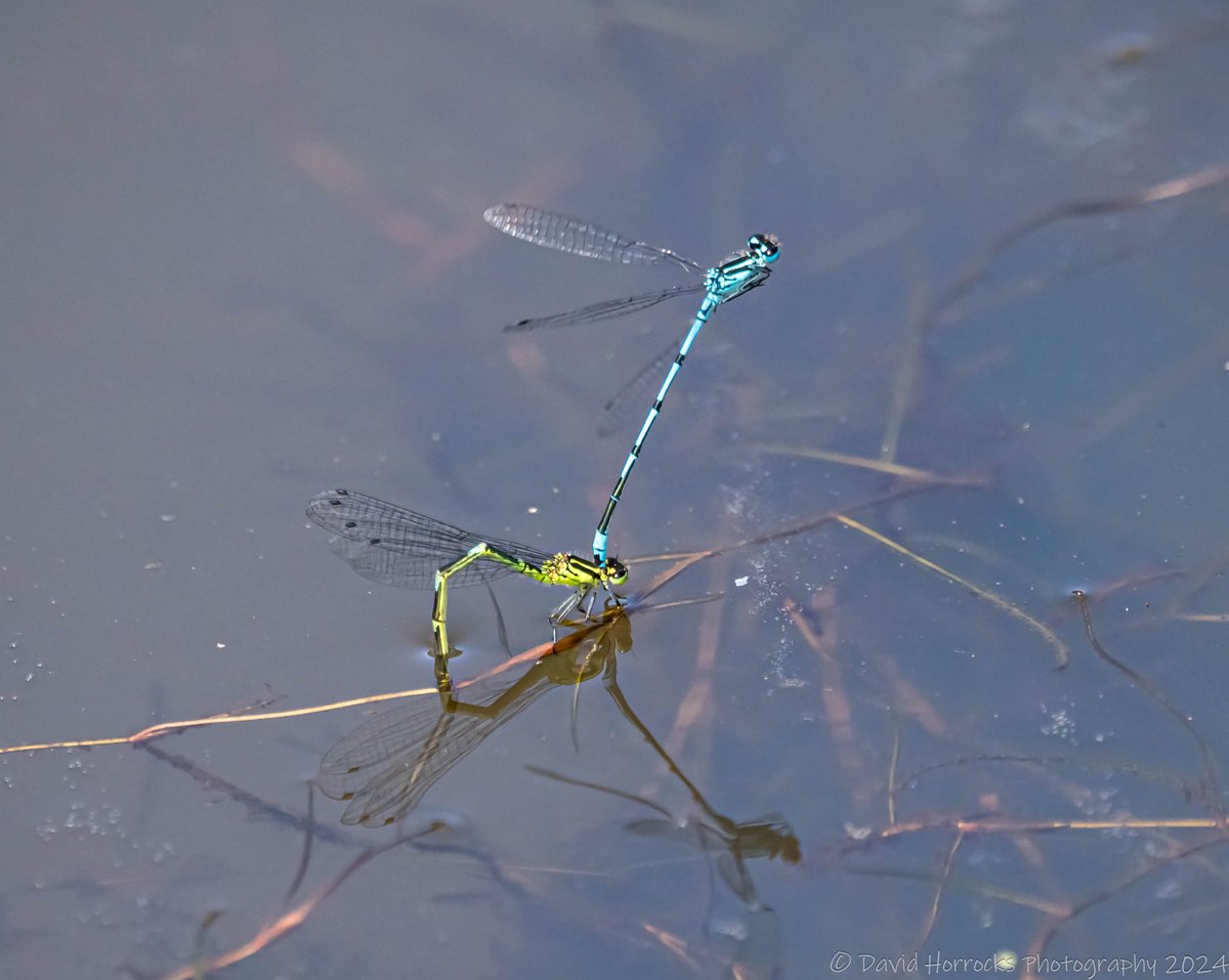 David Horrocks tweet media