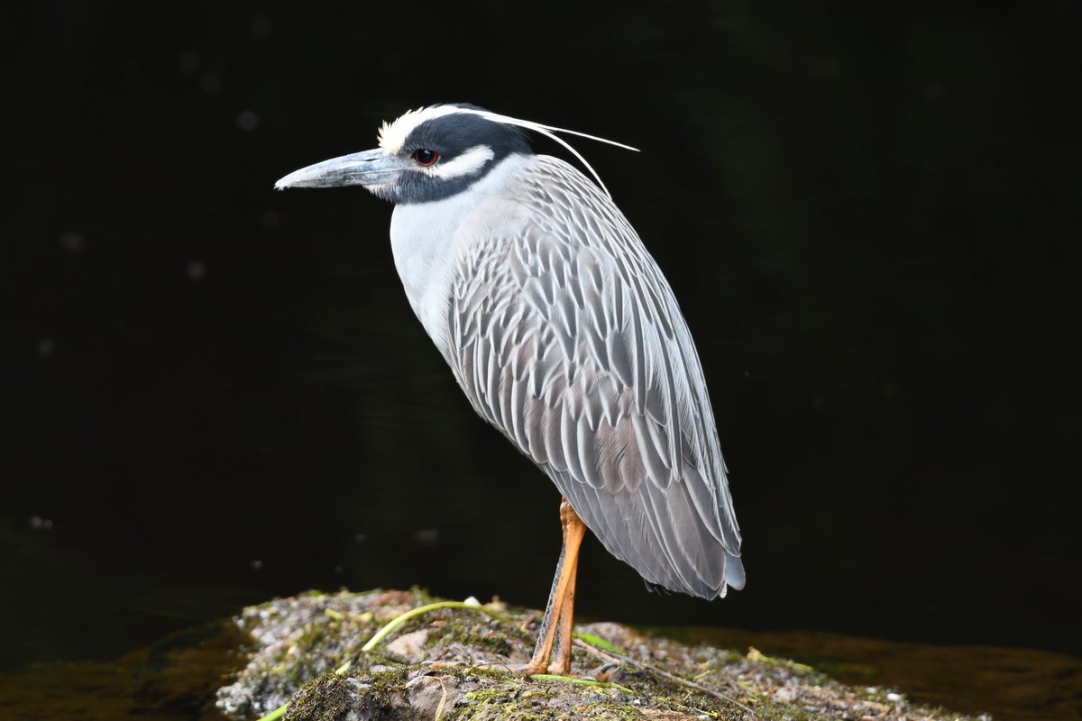 Yellow crowned night heron co Mayo this afternoon, great bird