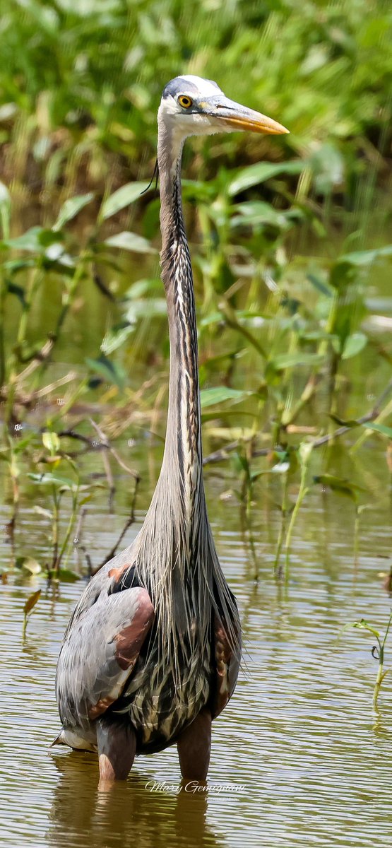 I was unhappy abt not seeing a heron today, but I’ll be looking for them this week as I have afternoons off the rest of this week. Didn’t spend much time out today, but great to get out! Here’s one from last wk. This dude is a beaut. We had big storms, hope to find him this wk.