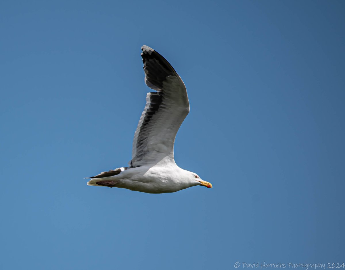 David Horrocks tweet media