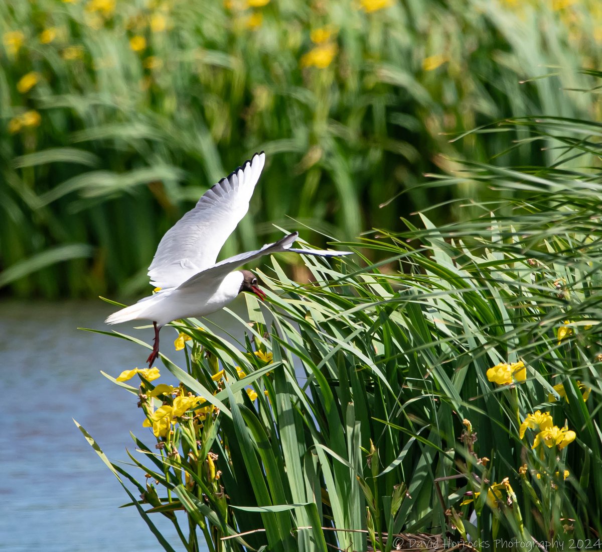 David Horrocks tweet media