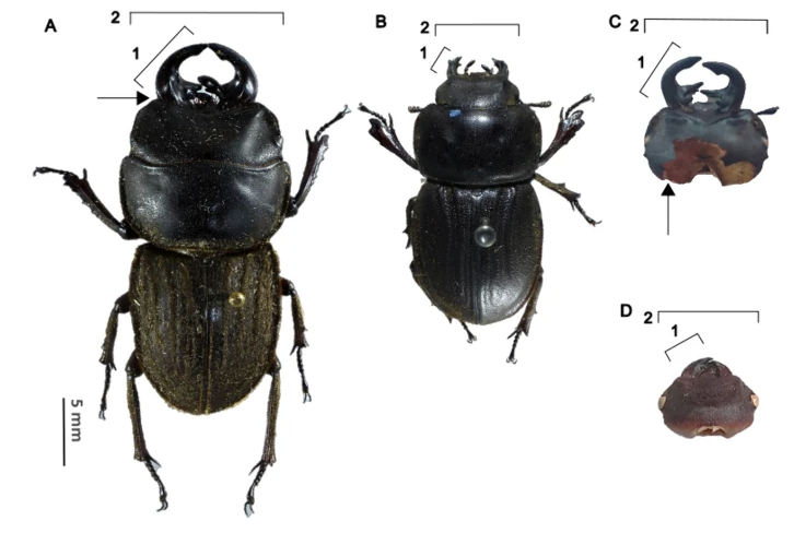 You should check our new paper that shows that introduced mammalian predators are limiting the size and mandible length in a population of naïve stag beetles.@sjohnson_otago @Phoenix_Massey
link.springer.com/article/10.100…
#entomology #insectconservation