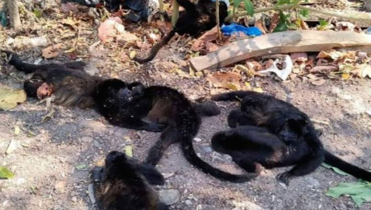 😭🚨Al menos 150 monos aulladores han muerto por ola de calor en Tabasco y Chiapas 👉link.culturacolectiva.com/dc2

Con esta ola de calor, también han quedado huérfanas al menos 7 crías de estos primates