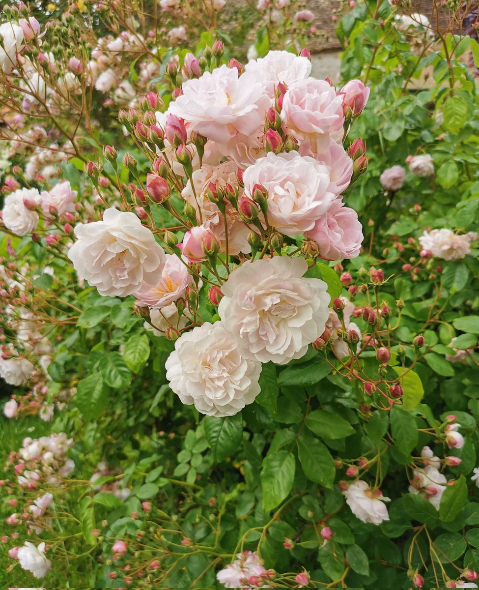 Le printemps des roses 🥀🐝 Mère nature dans ses œuvres. 📸 🐝🌿🐝🌹🐝🌿🐝 Sérénité 💛🕊️ Paix 💛 🕊