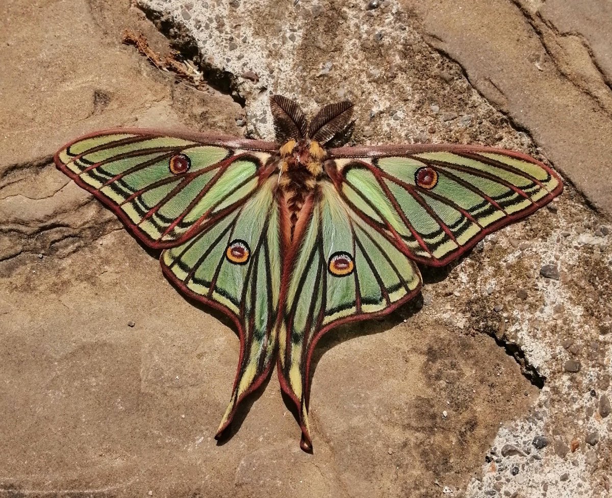 Like a precious art-nouveau Jewel, we came across this pristine male Spanish Moonmoth today in Berdún on Naturetrek's Spanish Pyrenees tour. @naturetrektours @aragonturismo @asocZERYNTHIA @dunnjons @cJacetania