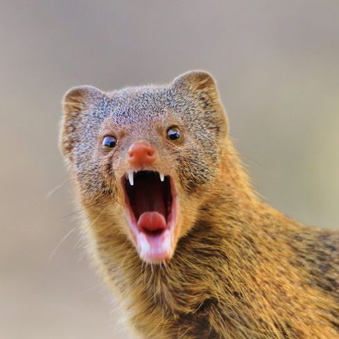 MONG COIN tweet media