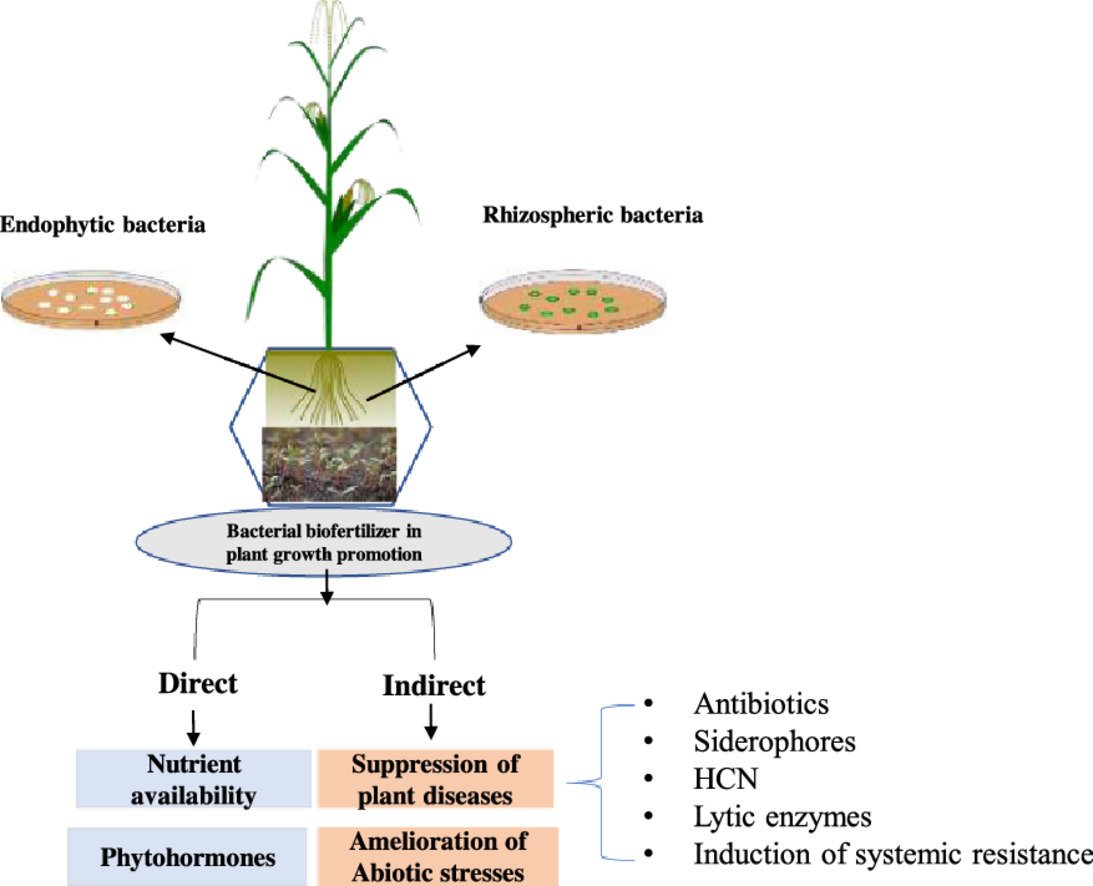 Biofertilizers:

An ecofriendly technology for nutrient recycling and environmental #sustainability

sciencedirect.com/science/articl… #OpenAccess