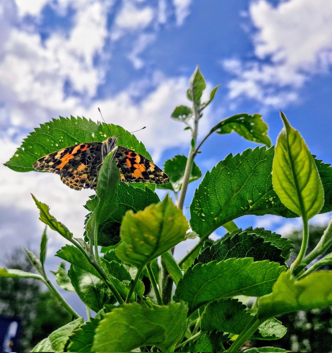 learner_wcs's tweet photo. Researching the importance of #butterflies in our eco system and watching the #lifecycle We released 4 beautiful Painted Ladys in our Campus Garden this morning #scottishwildlife #insectlore #connectedtonature #activelearners @KSBScotland #activelearning https://t.co/XEDS3P4Cmz