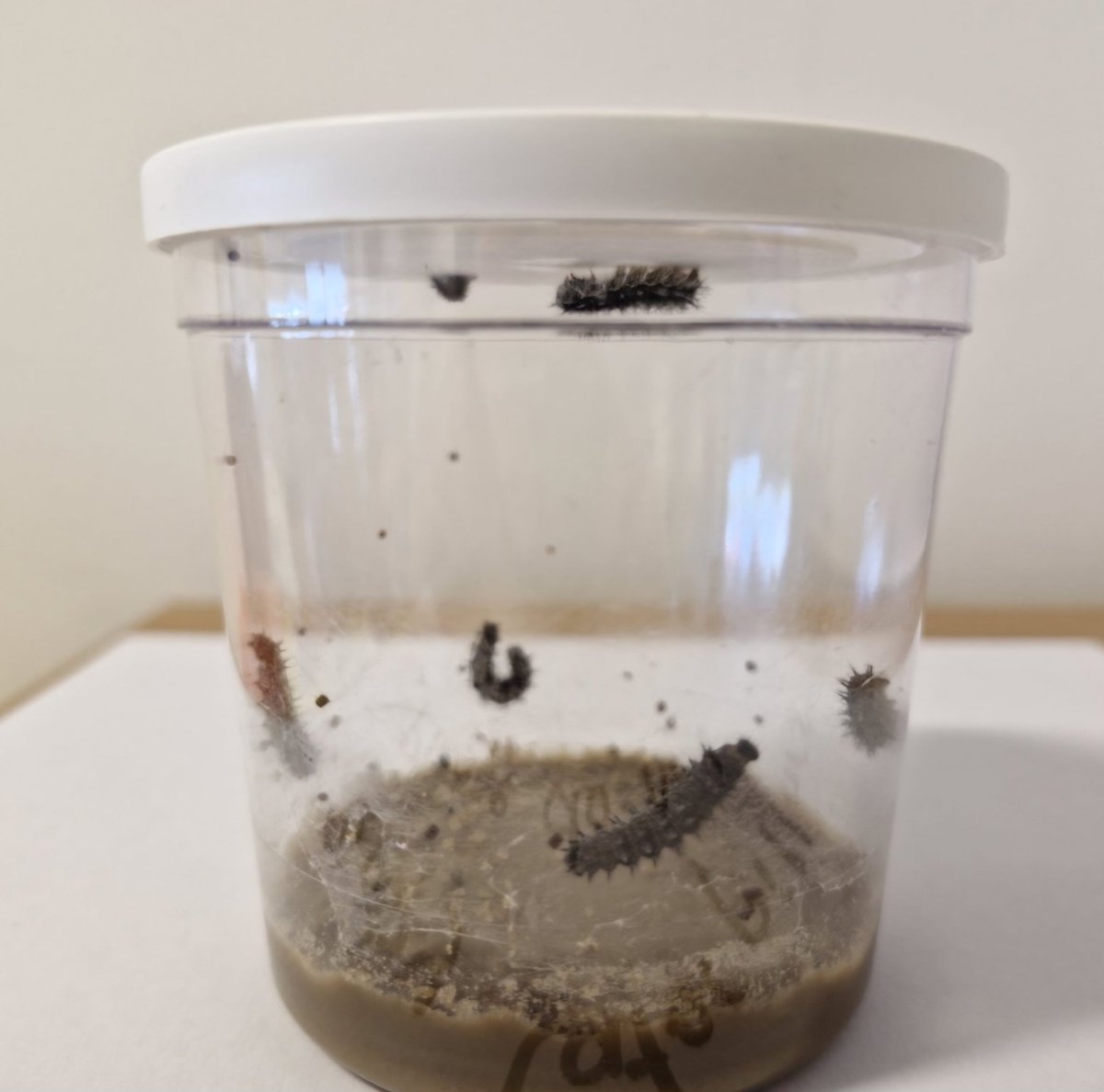 learner_wcs's tweet photo. Researching the importance of #butterflies in our eco system and watching the #lifecycle We released 4 beautiful Painted Ladys in our Campus Garden this morning #scottishwildlife #insectlore #connectedtonature #activelearners @KSBScotland #activelearning https://t.co/XEDS3P4Cmz