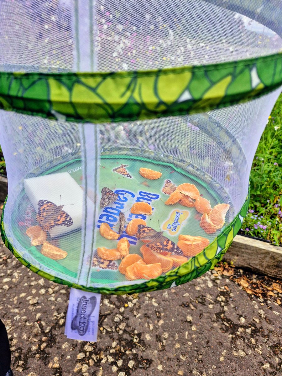 learner_wcs's tweet photo. Researching the importance of #butterflies in our eco system and watching the #lifecycle We released 4 beautiful Painted Ladys in our Campus Garden this morning #scottishwildlife #insectlore #connectedtonature #activelearners @KSBScotland #activelearning https://t.co/XEDS3P4Cmz