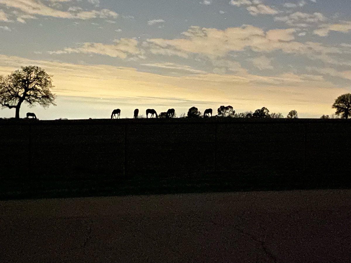 Sunset at the yearling pen. ⁦<a href="/TTAtexas/">Texas Thoroughbred</a>⁩ ⁦<a href="/DannyPishRacing/">Pish Racing Stable</a>⁩will be at ⁦<a href="/lonestarpark/">Lone Star Park</a>⁩ next year!