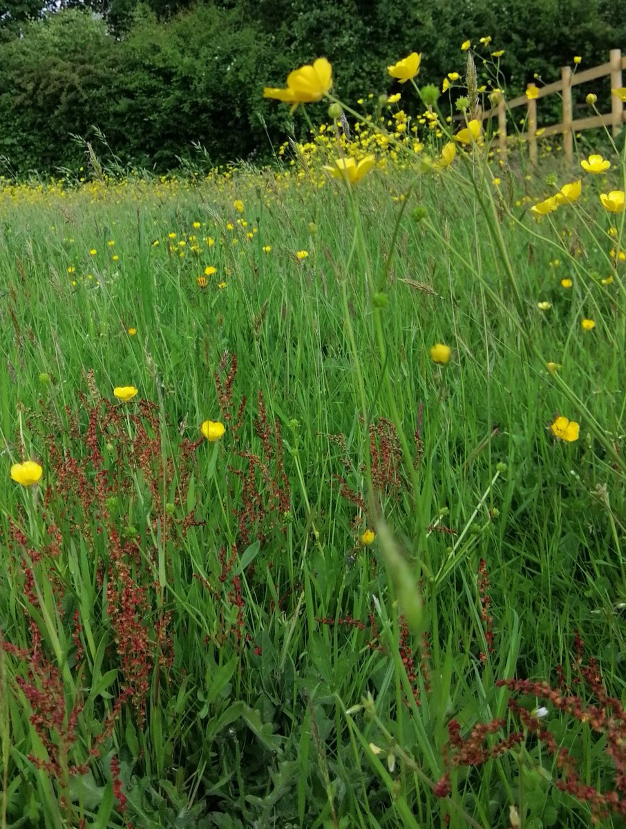 Rotationally grazed horse paddocks on the Kentish Greensand Ridge exhibiting a good diversity of grasses & herbs. The paddocks are stocked at low density through autumn/winter, with the area grazed reduced significantly in spring to minimise Laminitis risk & support biodiversity.