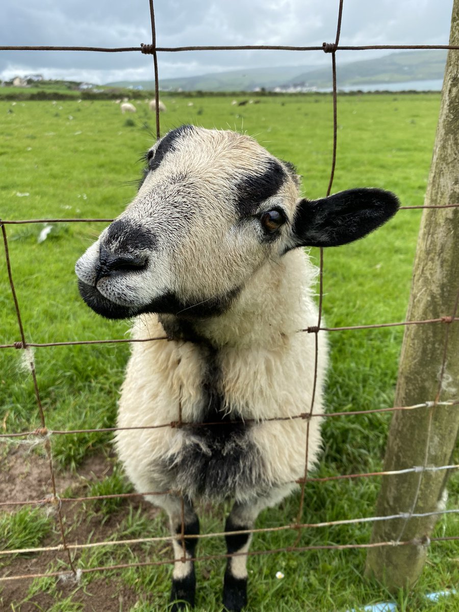 Mummified Mummy tweet media