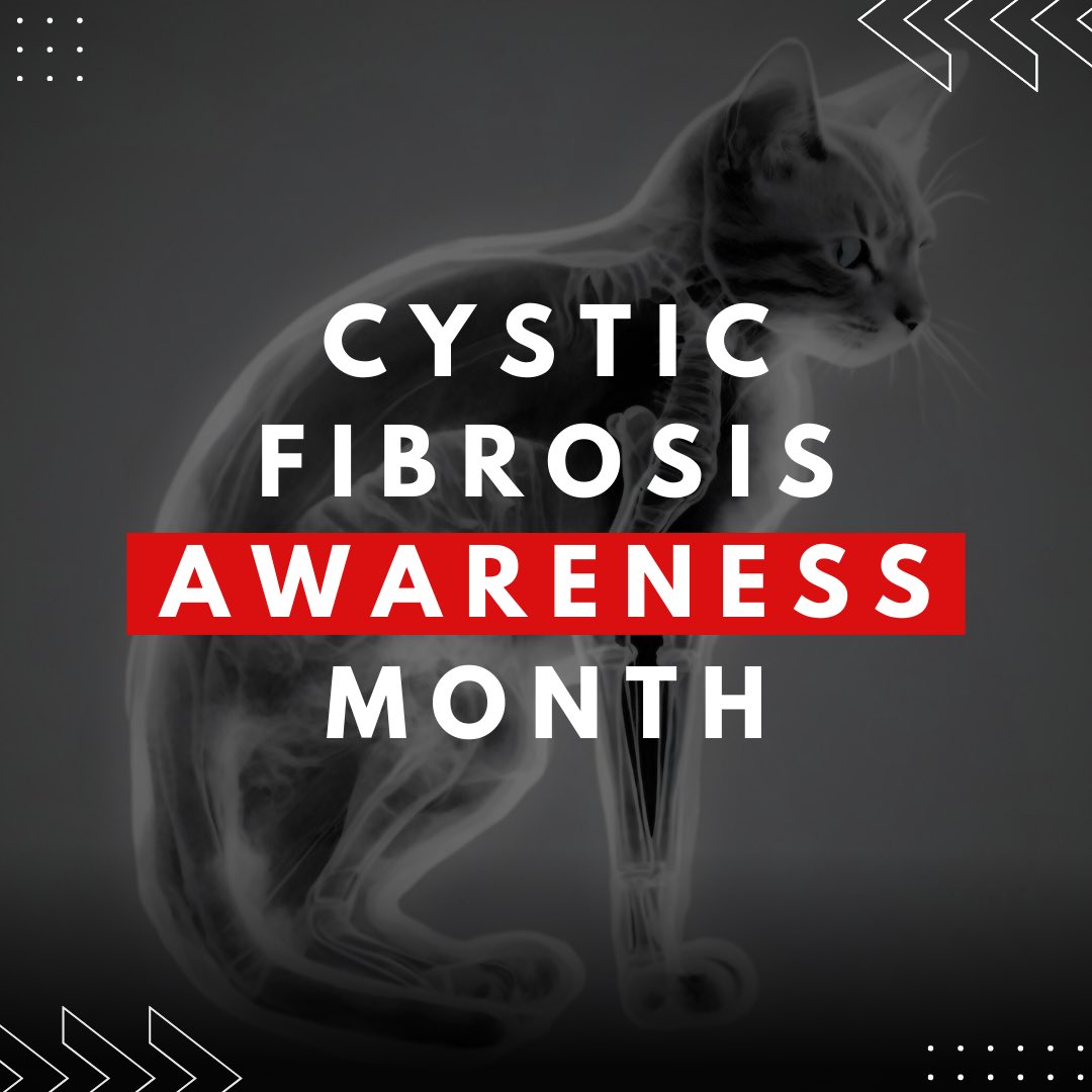 May is #CysticFibrosisAwarenessMonth, time to raise awareness about this rare disease. While cats don't get cystic fibrosis, they can have respiratory issues. Let's support CF warriors, raise awareness, find a cure. #CFAwareness #FightCF #CureCF #65Roses #LungHealth #RareDisease