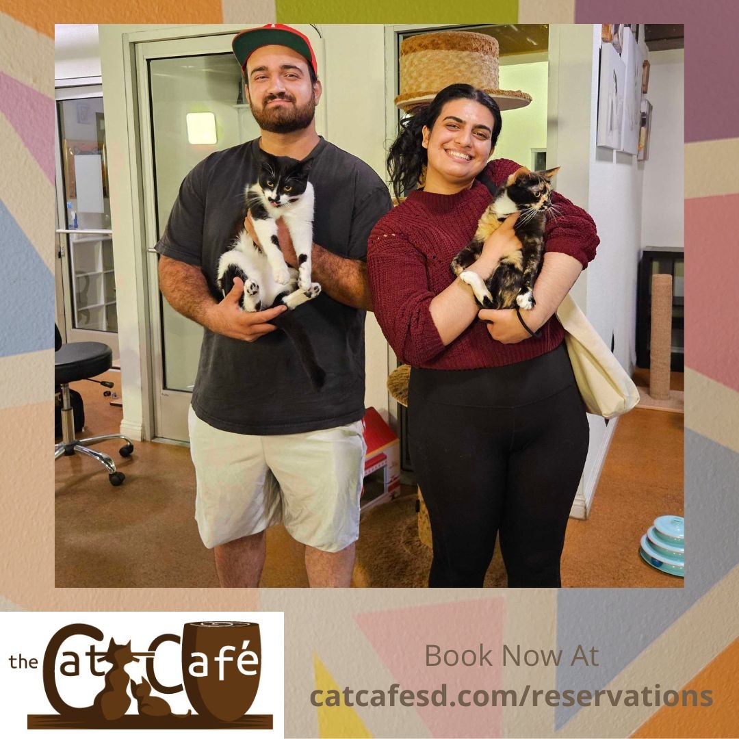 Long time residents Cleocatra and Truffles finally met adopters who were right for them and they went home. Their adoption took us to 812 adoptions. #catcafesd #catcafe #catsofsandiego #adoptdontshop #tortie #blackandwhitecat #gaslampsd #padrespets #rescuehouse #bondedpair