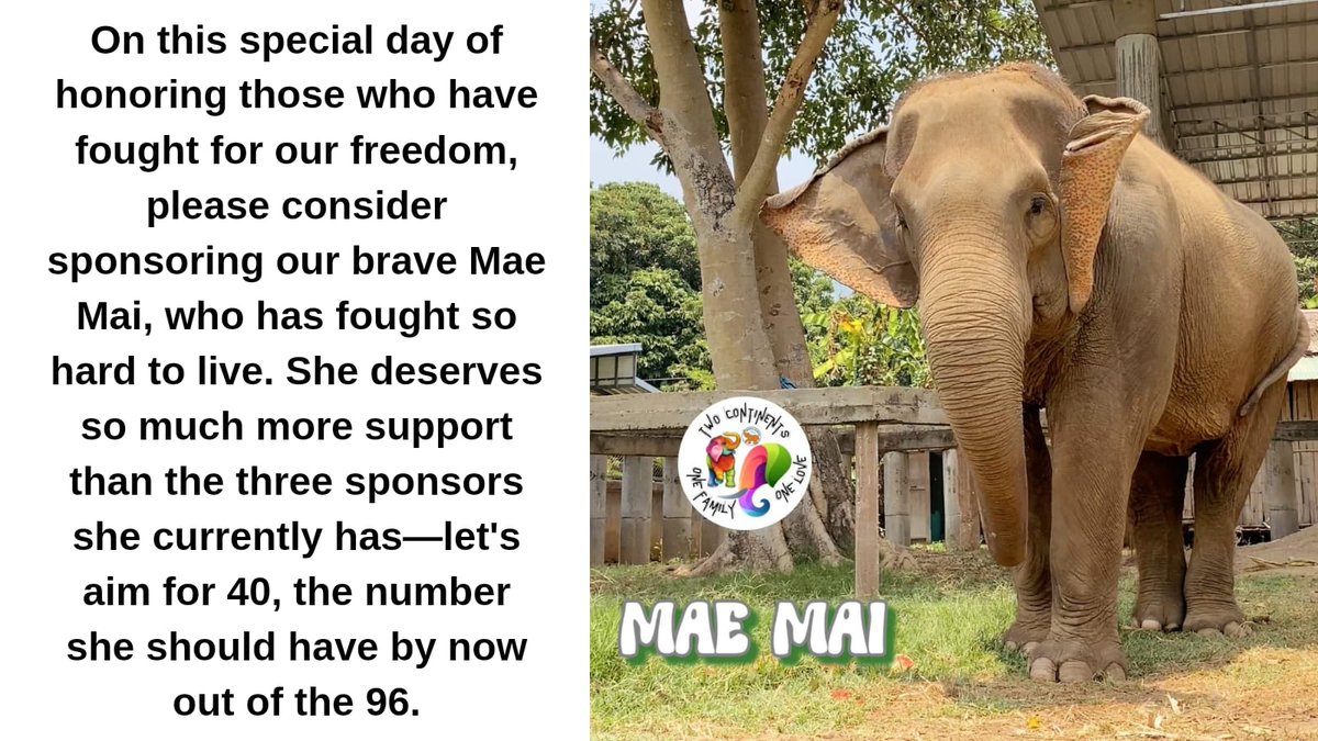 So far only 1 beautiful heart has sponsored me today😞 Please, if you can welcome me into your family. 🙏click on the link👇 & Pls. RT so others can also support me🙏 gentlegiantselephants.org/elephant-spons… Love Mae Mai 💖 #sponsor #help #elephant #gentlegiants #GGFamily #MemorialDay #love