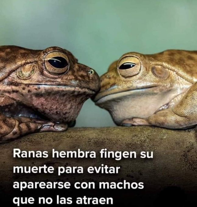 lylyflower2007's tweet photo. ¿Ven? es instintivo. https://t.co/n02f9nLjIC