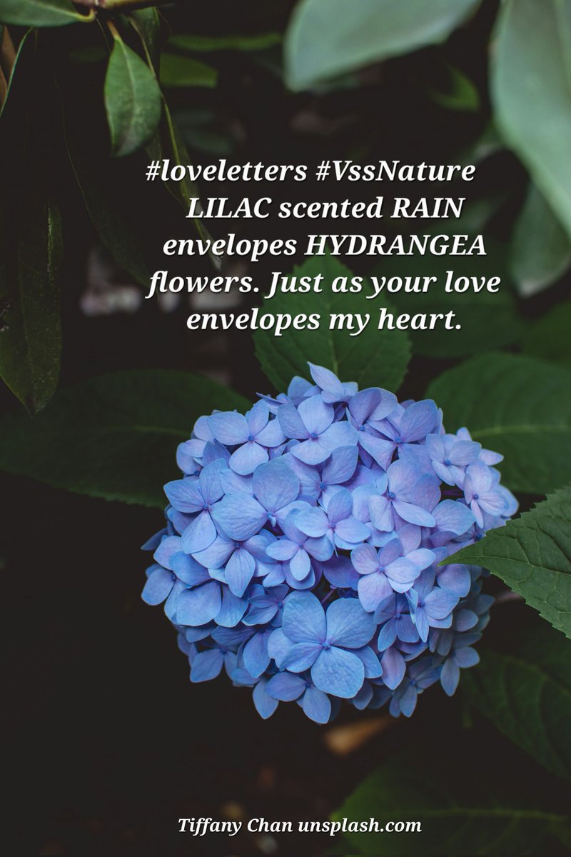 #loveletters #VssNature    
LILAC scented RAIN envelopes HYDRANGEA flowers. Just as your love envelopes my heart.
Tiffany Chan unsplash.com