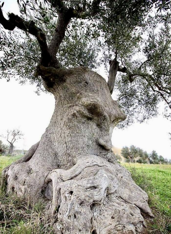 L’albero del pensiero - PUGLIA