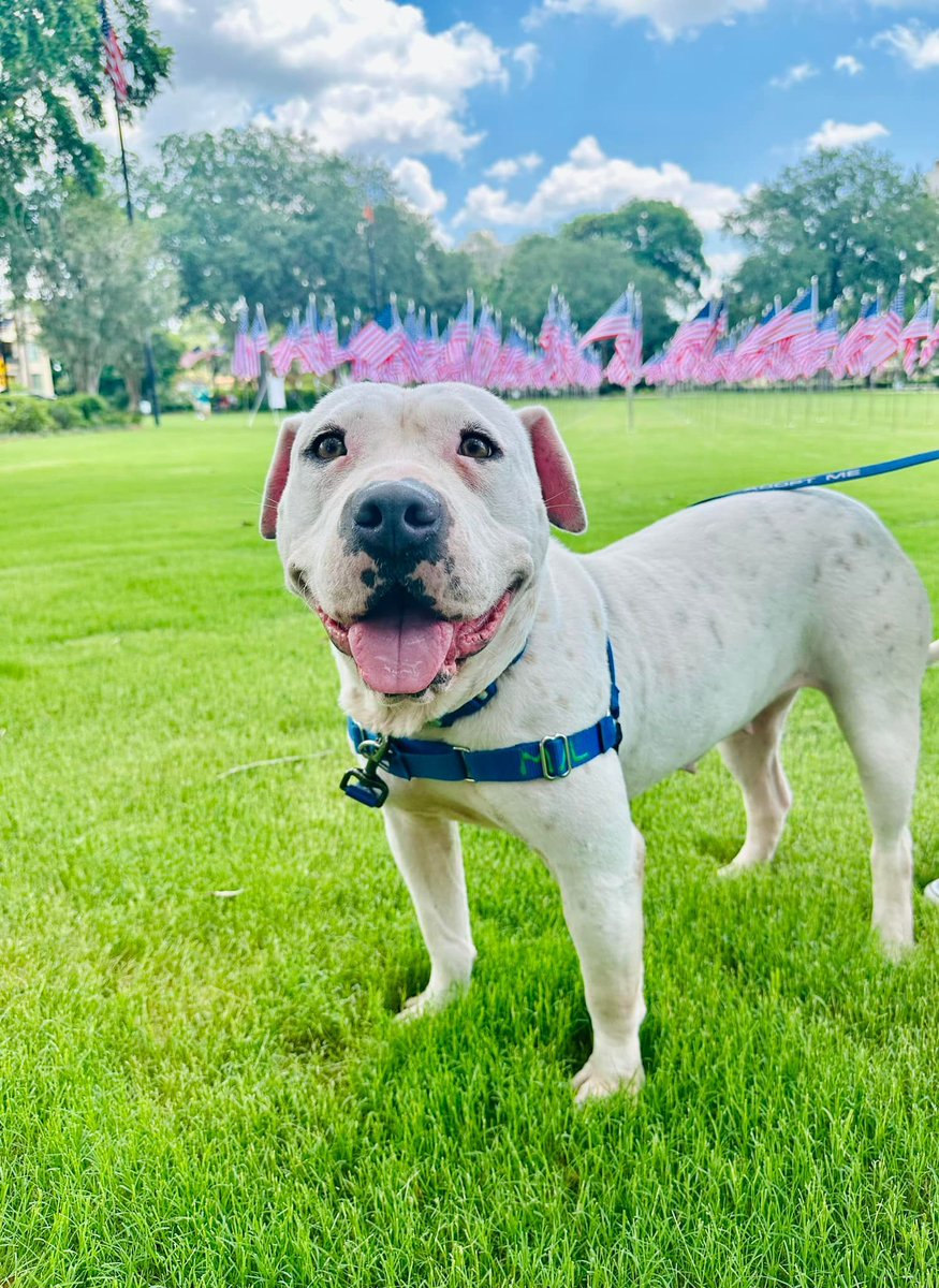 Adoptable Elsa and Team ACPS are grateful to those who have lost their lives serving our country, and we hope that everyone had a safe Memorial Day holiday weekend. The weather was beautiful, and our pups were grateful for some extra outings. ❤️ #jacksonvilleflorida #adoptabledog