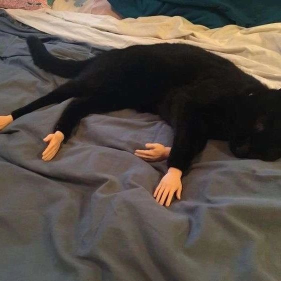 Punch Cat (@punchingcat) on Twitter photo 