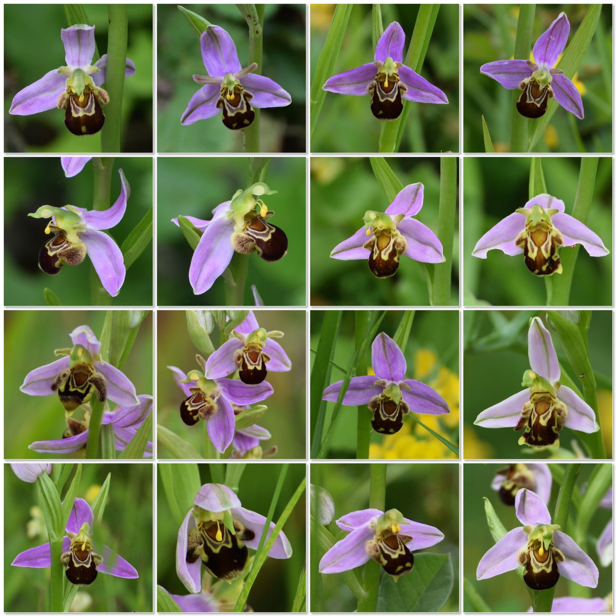 Les Ophrys apifera et apparentés c’est quand même pas simple à identifier Faut je potasse encore … il y a probablement des hybrides dans le lot