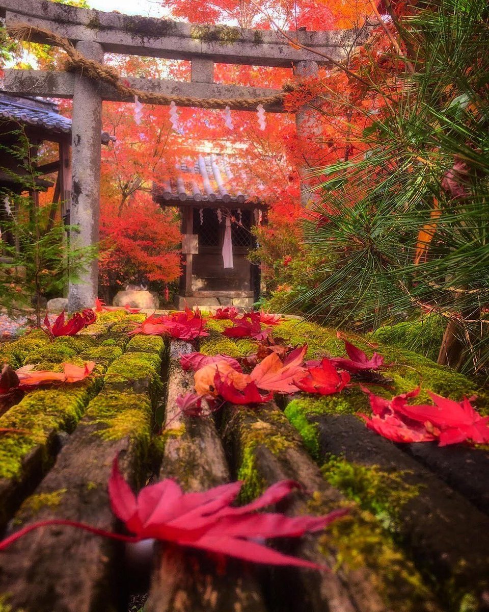 ReneeAusti42900's tweet photo. 【過去pic】本気の鍬山神社⛩+.(3枚あります++)-京都府亀岡市 鍬山神社さん。/撮影...もう見頃になっているという鍬山神社さん。
#instagood #igers+#picoftheday #instapic #instadaily #写真撮ってる人と繋がりたい #写真好きな人と繋がりたい #写真は心のシャッター #iphonepho #風景 #撮影 #紅葉 #落ち葉 #秋 #鍬山神社さん #京都 #京都府 #京都郡 #亀岡市