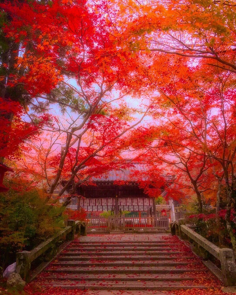 ReneeAusti42900's tweet photo. 【過去pic】本気の鍬山神社⛩+.(3枚あります++)-京都府亀岡市 鍬山神社さん。/撮影...もう見頃になっているという鍬山神社さん。
#instagood #igers+#picoftheday #instapic #instadaily #写真撮ってる人と繋がりたい #写真好きな人と繋がりたい #写真は心のシャッター #iphonepho #風景 #撮影 #紅葉 #落ち葉 #秋 #鍬山神社さん #京都 #京都府 #京都郡 #亀岡市