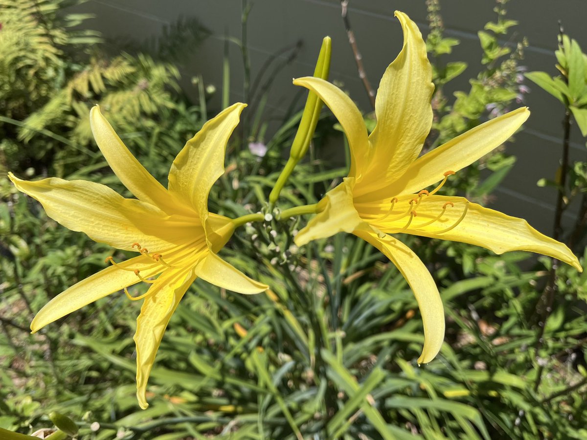 Dueling trumpets #daylily