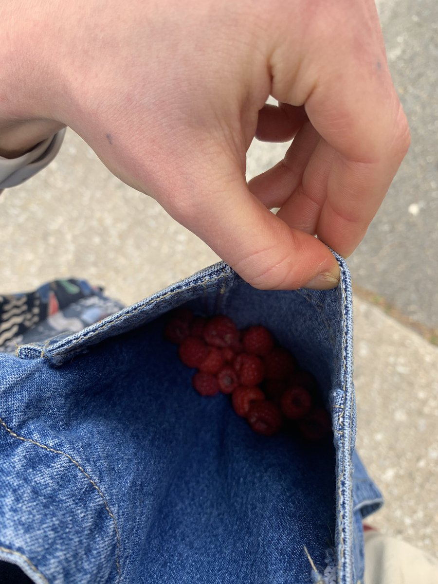 soupfangirl's tweet photo. berry season is upon us! time to go for long walks and store foraged berries in our overall pockets. here we have strawberries from my community garden, raspberries from an overgrown bush peeking out from a fenced-in lot, and mulberries from a nearby street tree!❣️ https://t.co/G2jSdF4T0Q