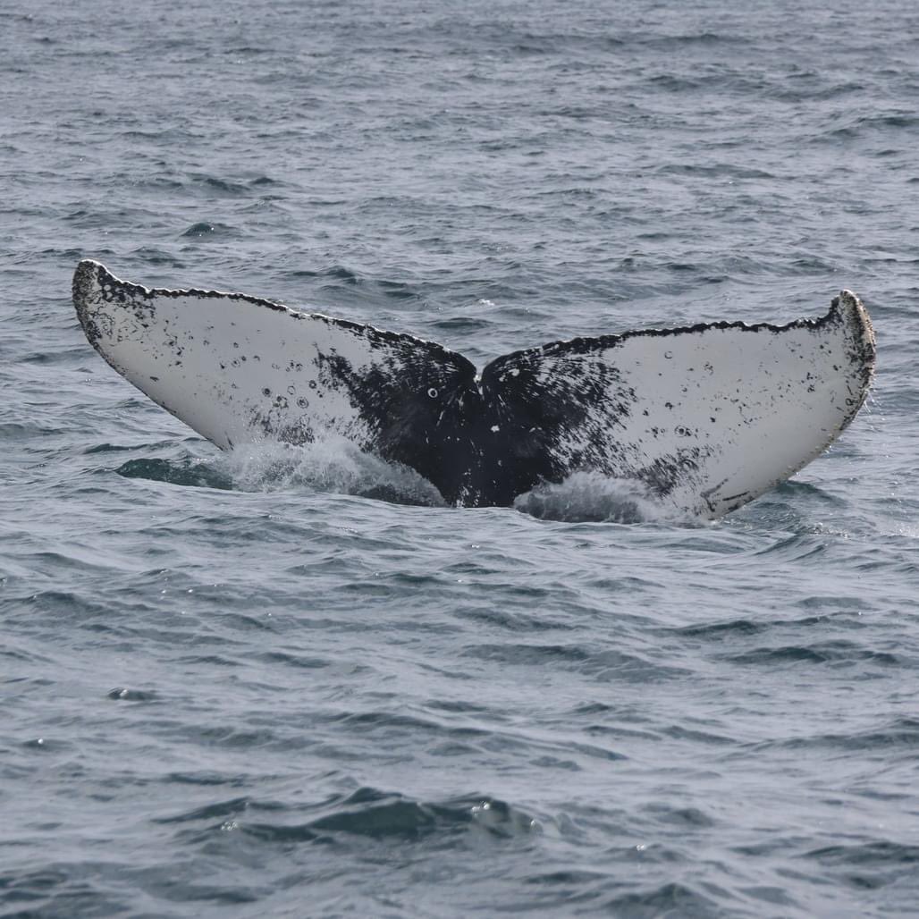 A beautiful sunny day today with 2 humpback whales, bald eagles, puffins, gannets, guillemots and murres.  We have not seen these ones in our area before. #whales #whalewatching #trinitynl #bonavista #bonavistapeninsula #ExploreCanada #ExploreNL #whalesnl #humpback #humpbackwhale