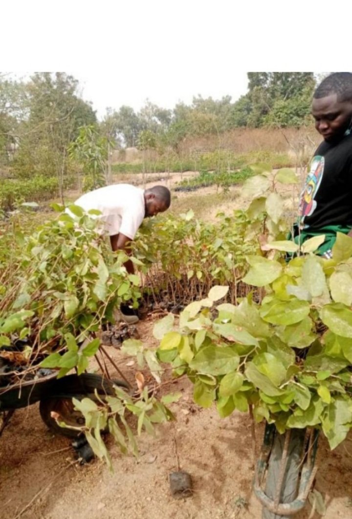 FRINOFFICIAL's tweet photo. Some members of staff of Montane Forest Research Station, Jos, Plateau state filling polythene pots and planting seedlings.
#FRIN #forestryislife #forestrylife #forestryeverywhere #forestresearch #forest๐ฒ https://t.co/4qG7cR2oAf