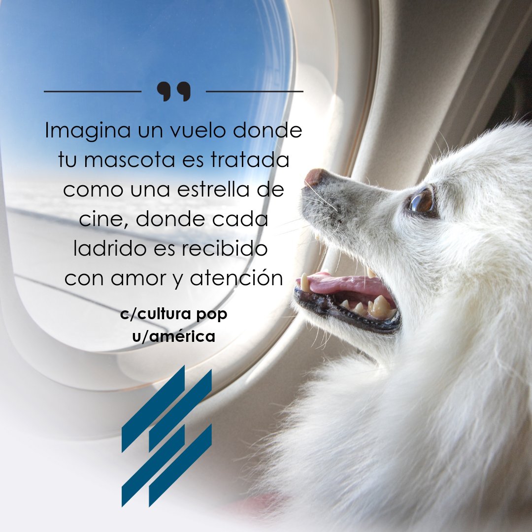 Bark Airlines, la primera aerolínea dedicada por completo al transporte de caninos en trayectorias aéreas. Los detalles aquí
👇🏻
podiumy.com/p/Bark-Airline…
#petlovers #Airline #doglover #mascotas #MondayMotivation