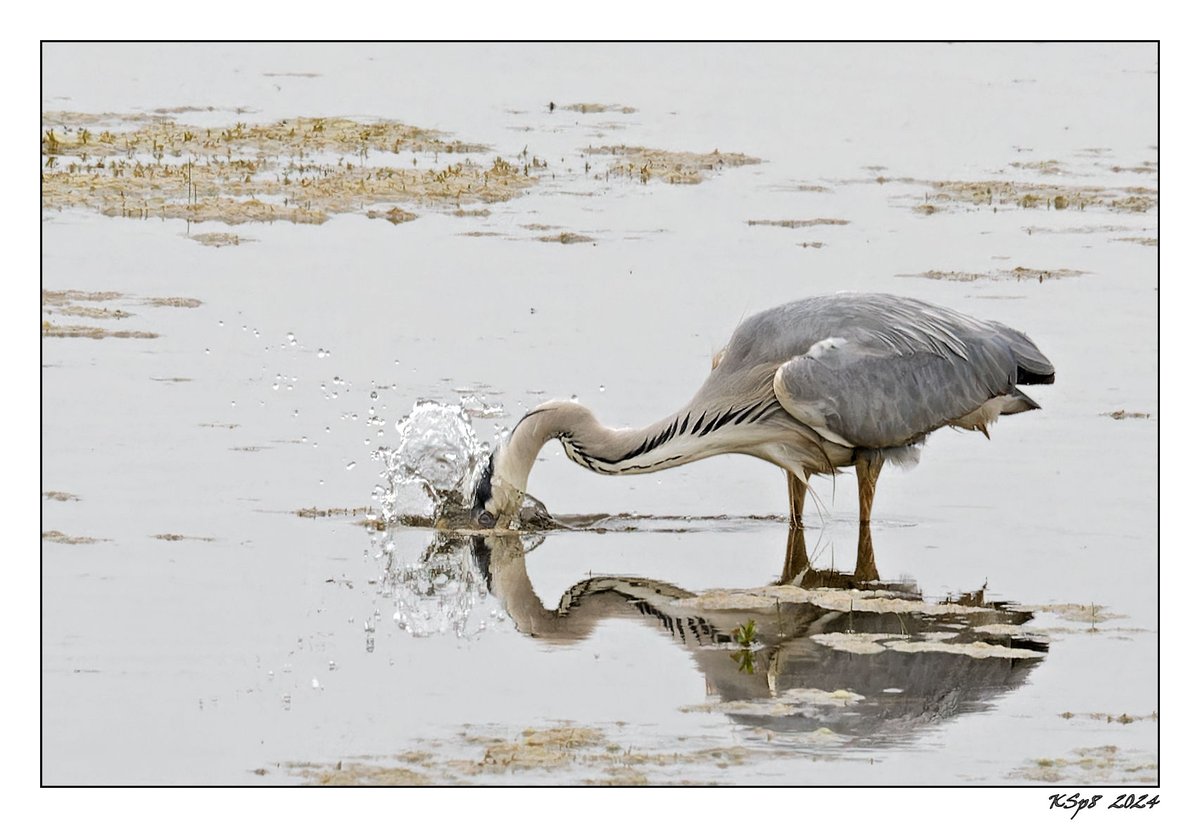 The plunge.
2024.05.20 Grey Heron @NorthCaveWetlands, <a href="/YorksWildlife/">Yorkshire Wildlife Trust - follow us on Bluesky 🦋</a>, Yorkshire.
#fsprintmonday
<a href="/Natures_Voice/">RSPB</a> #BBCWildlifePOTD
<a href="/NatureUK/">NatureUK</a> #BirdsSeenIn2024
<a href="/ThePhotoHour/">#ThePhotoHour</a> #WildlifePhotography
#ethicsbeforeimages
<a href="/UKNikon/">Nikon UK & Ireland</a> 500+#Sigma600+crop