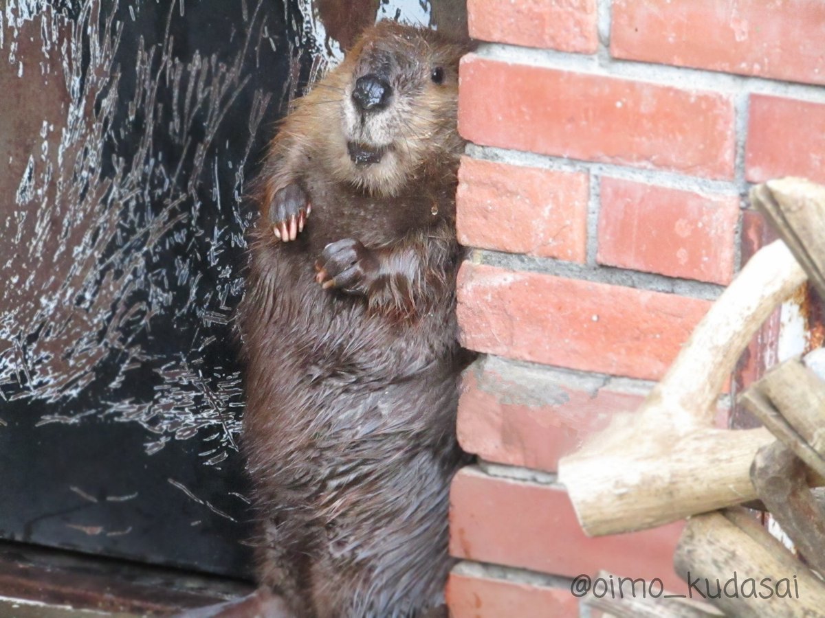 かくれんぼ中だよ

#ヒノトントンZOO
#アメリカビーバー
#ぽんぽん