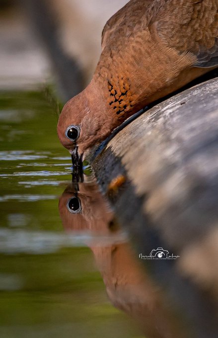 a_london_pigeon's tweet image. 📷  Narinder Locham @narinder_locham  #September2021 
Laughing Dove (Spilopelia senegalensis) eyeing itself #India