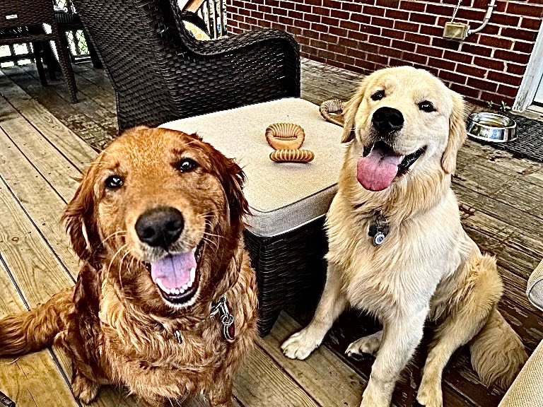Can you tell someone said BALL so we have been running around the yard ALL DAY today? #CantStopWontStop #PartyAllTheTime #WeAreTired 

#DogsOfTwitter #GoldenRetrievers